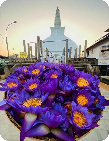 Why you should visit Sri Lanka This Christmas 04