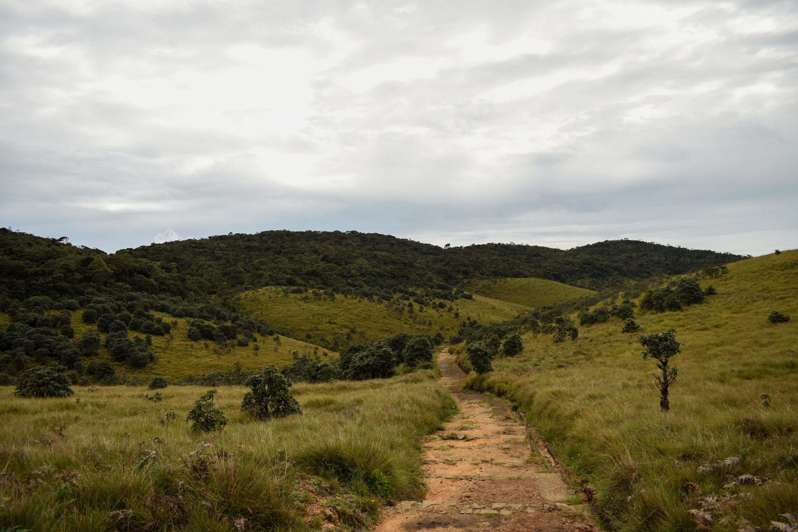 Horton,Plains,National,Park,,Sri,Lanka.