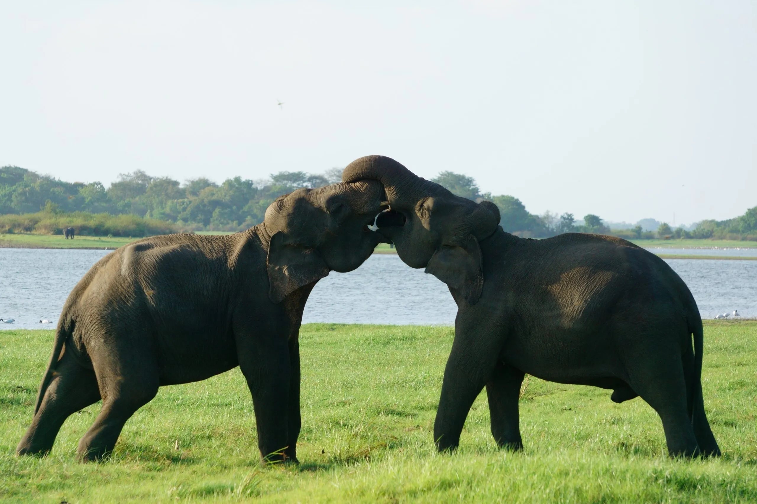 Two,Elephants,Playfully,Interacting,In,The,Soft,Evening,Light,At