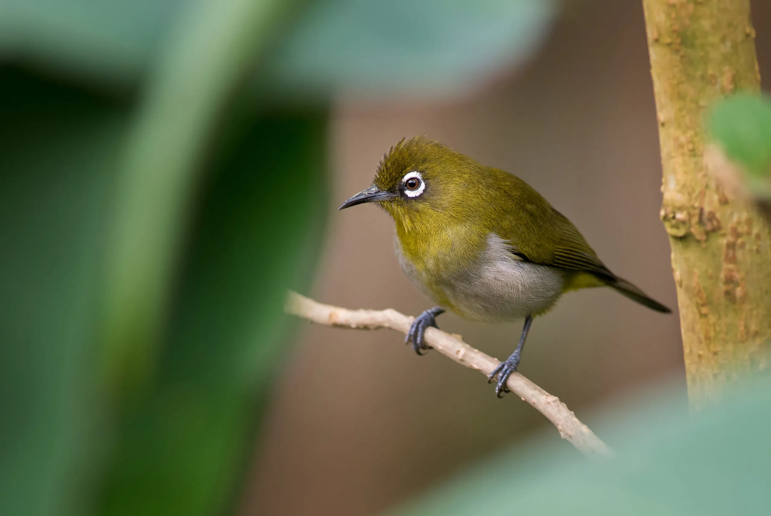 Sri,Lanka,White-eye,-,Zosterops,Ceylonensis,,Beautiful,Small,Perching,Bird