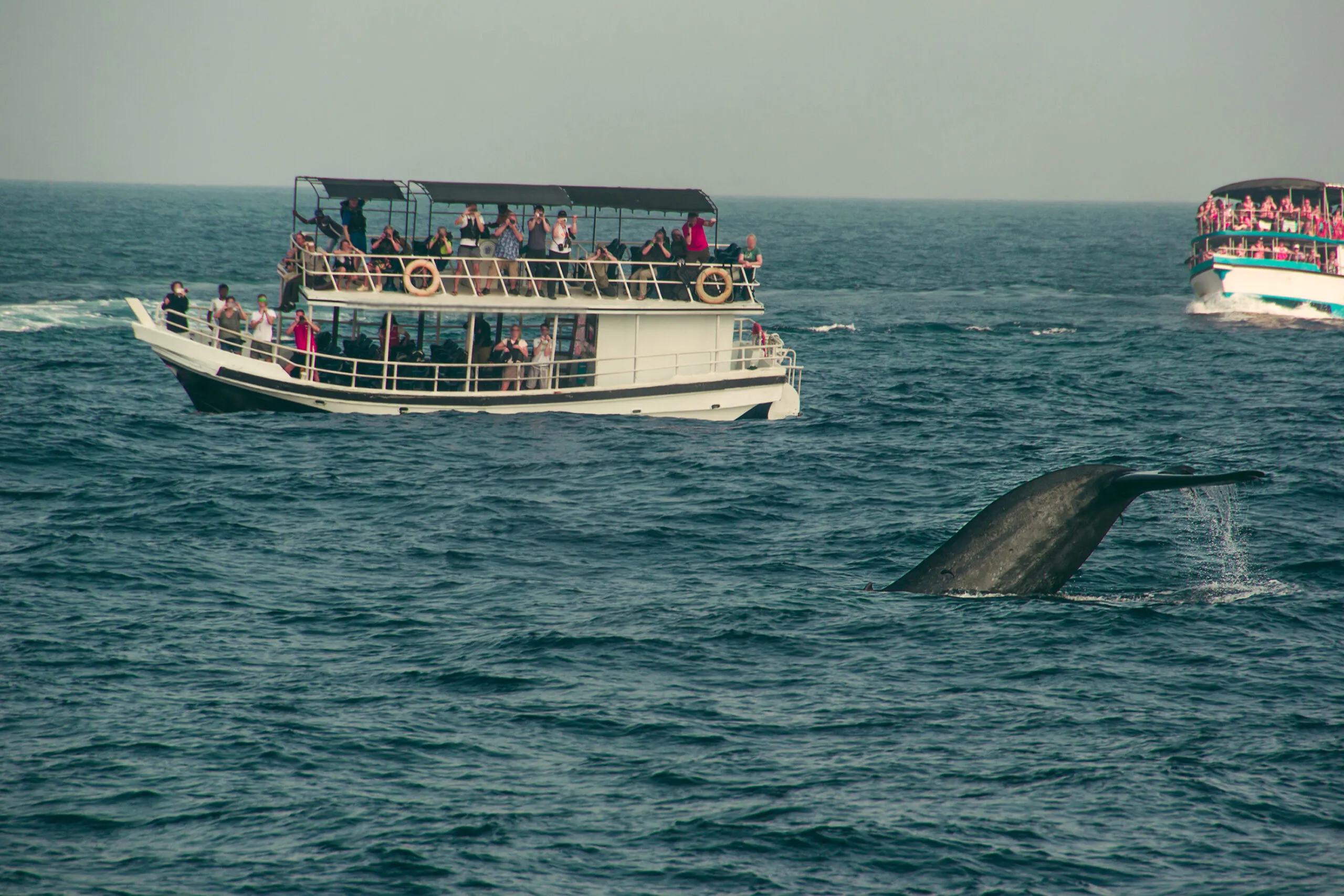 Wild,Blue,Whale,Tail,Diving,Deep,,Indian,Ocean.,Wildlife,Nature